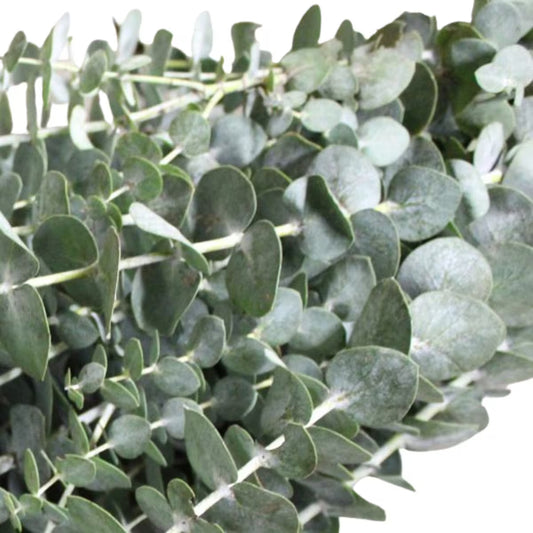 Fresh Baby Blue Eucalyptus