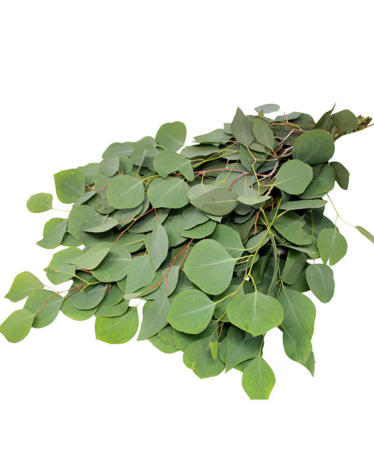 Eucalyptus Silver Dollar Fresh