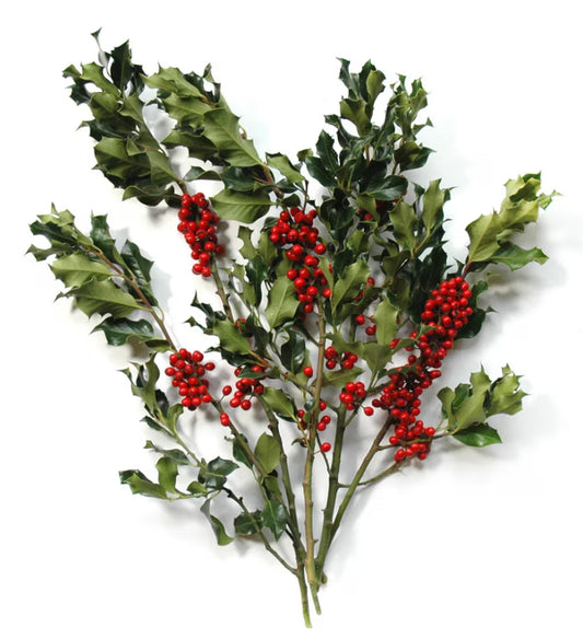 GREEN HOLLY BUNCH