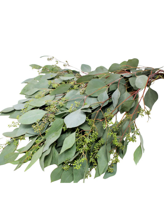 Seeded Eucalyptus