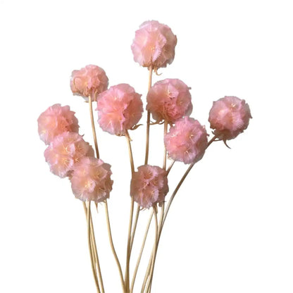 Scabiosa Preserved Ball Flowers