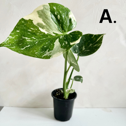 Monstera Thai Constellation