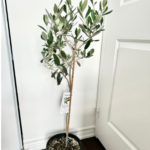 Olive Tree