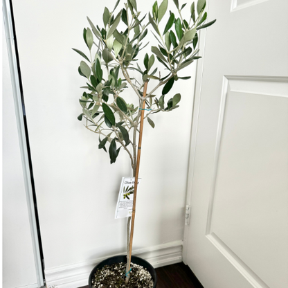 Olive Tree