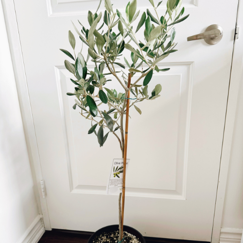 Olive Tree