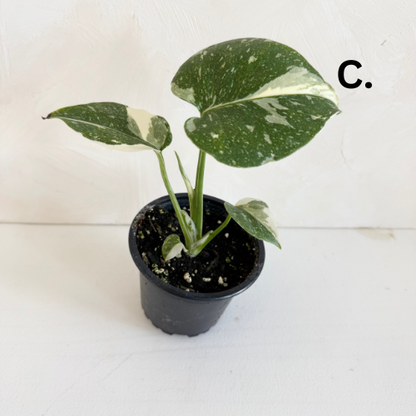 Monstera Thai Constellation