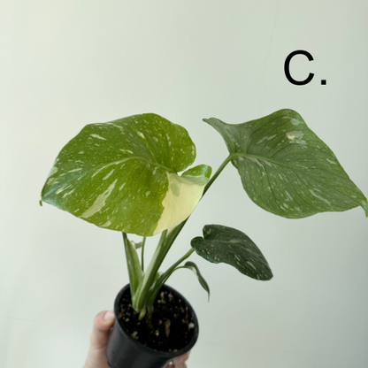 Monstera Thai Constellation