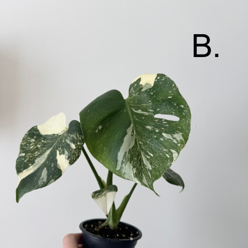 Monstera Thai Constellation