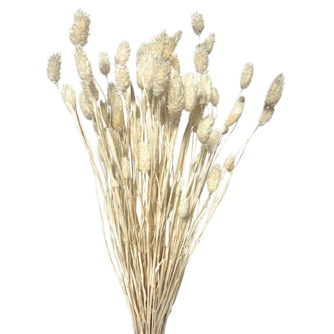 Dried Phalaris