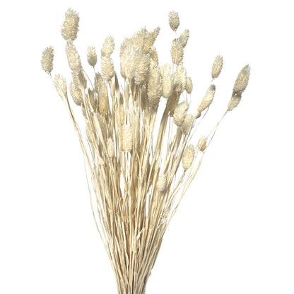 Dried Phalaris