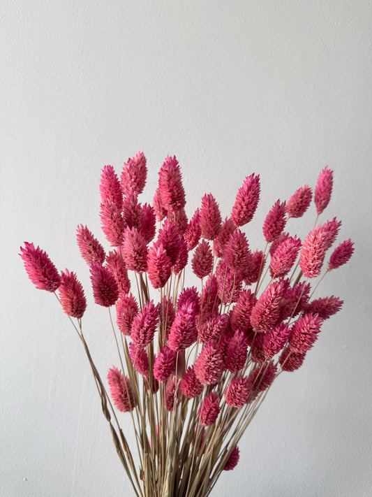 Pink Dried Phalaris