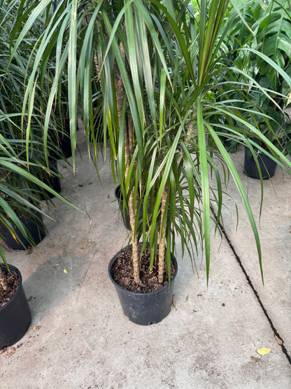 Dracaena Marginata Staggered (Dragon Tree)