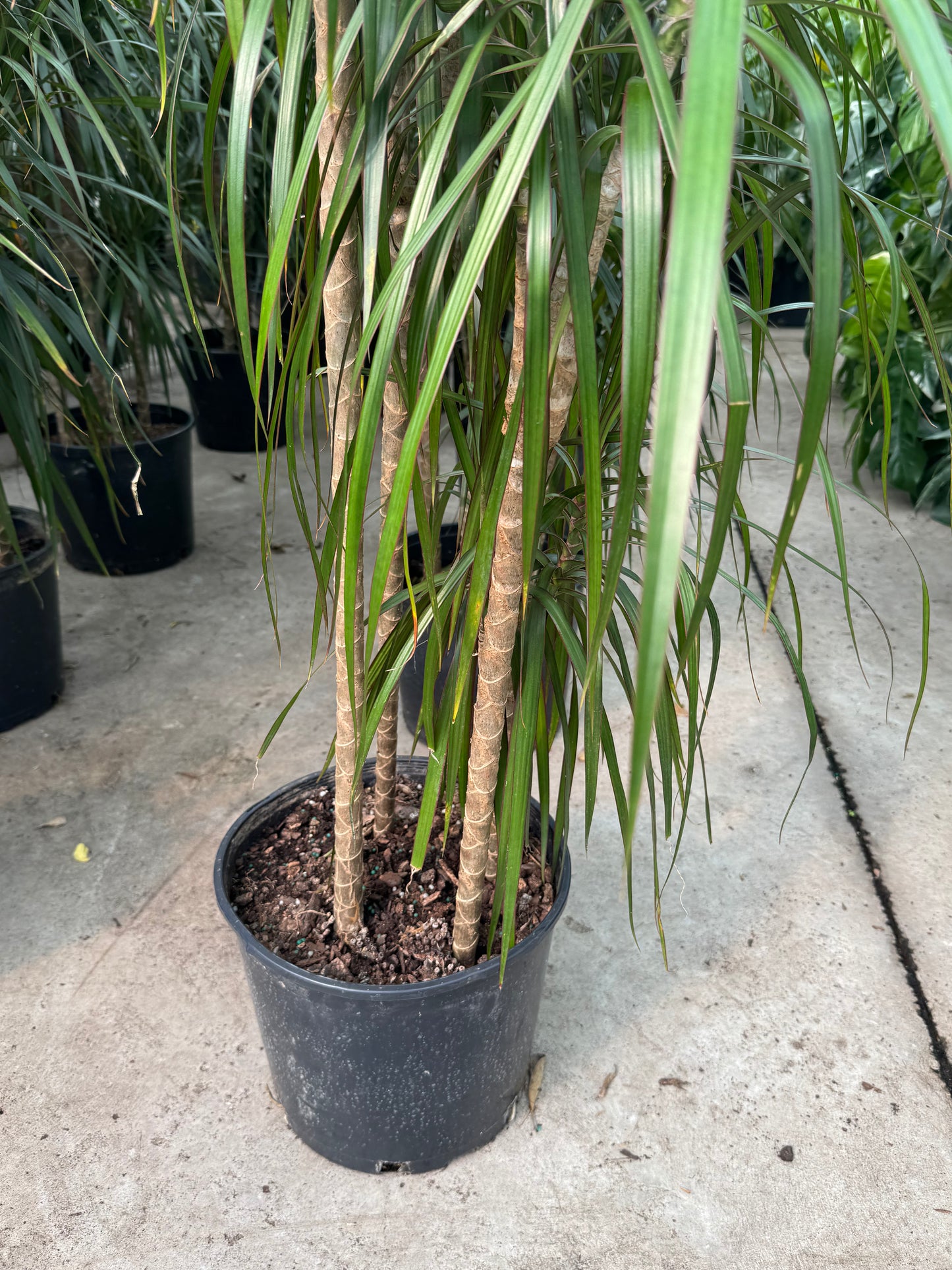 Dracaena Marginata Staggered (Dragon Tree)