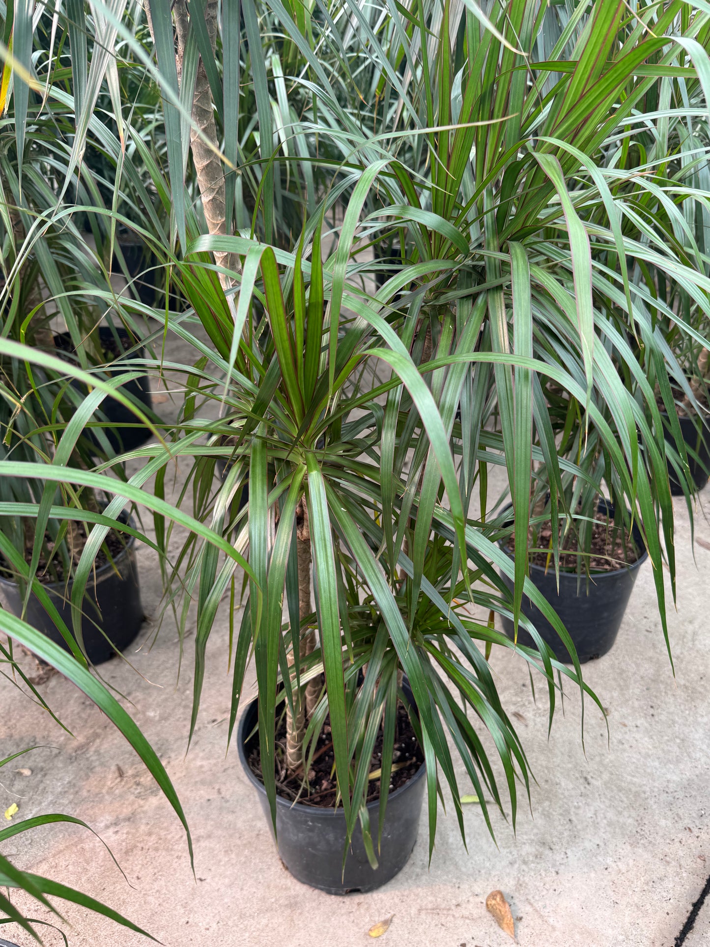 Dracaena Marginata Staggered (Dragon Tree)