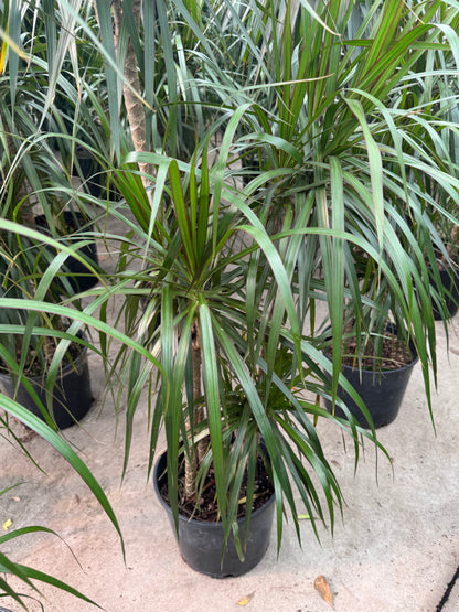 Dracaena Marginata Staggered (Dragon Tree)