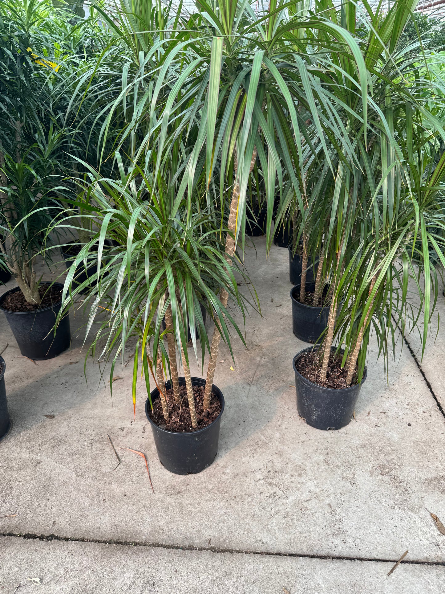 Dracaena Marginata Staggered (Dragon Tree)