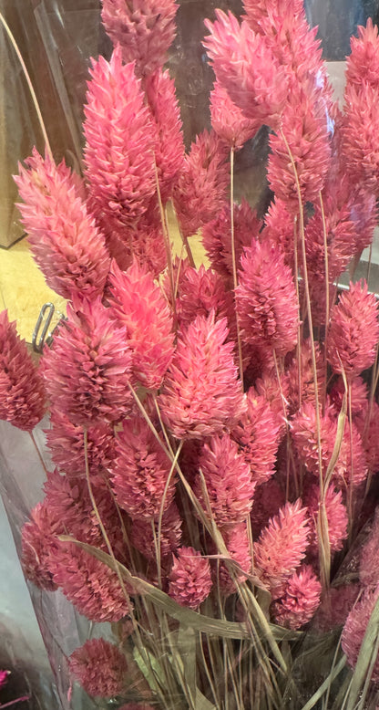 Pink Dried Phalaris
