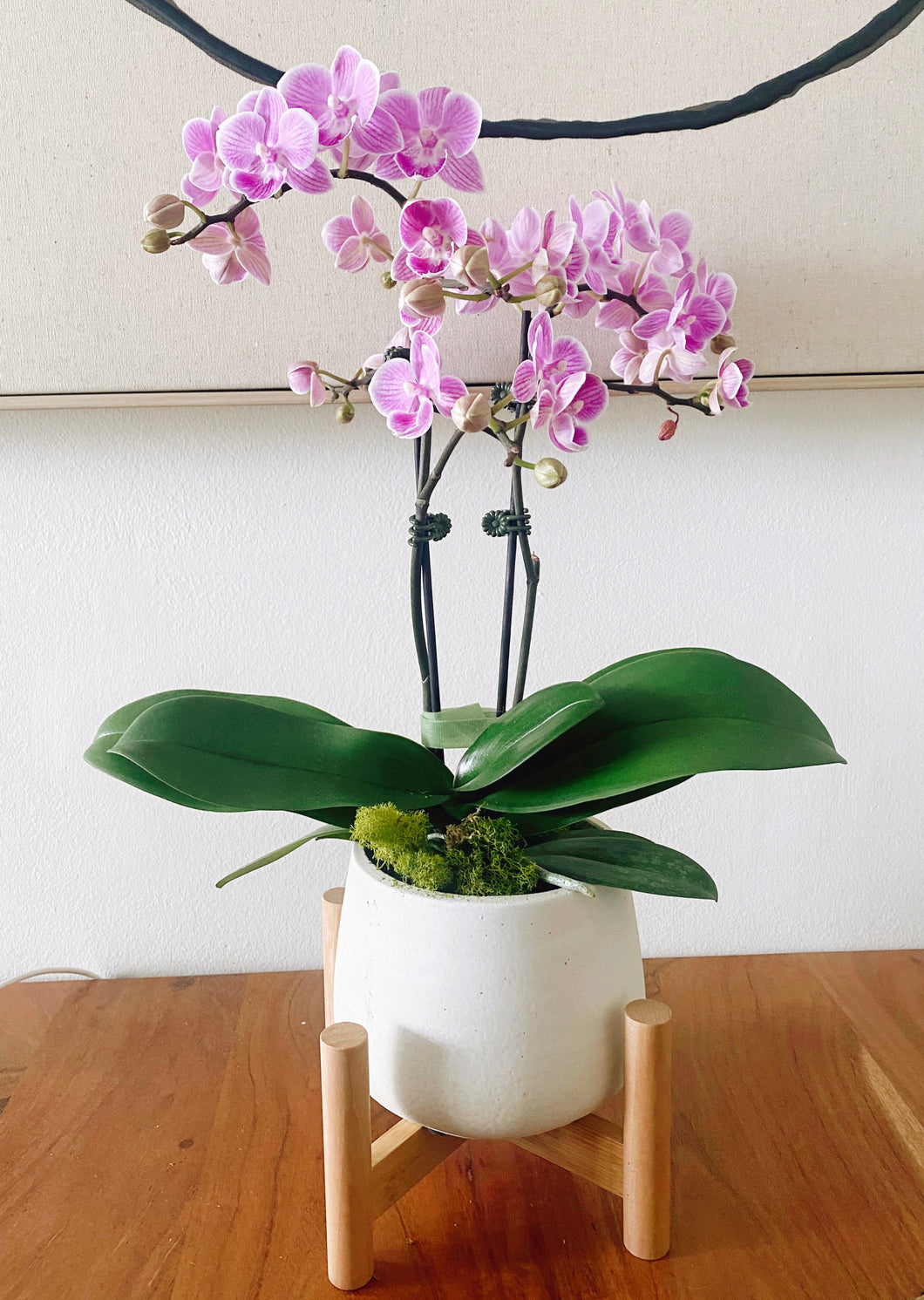 Potted Orchid in Cement Pot & Wood Stand