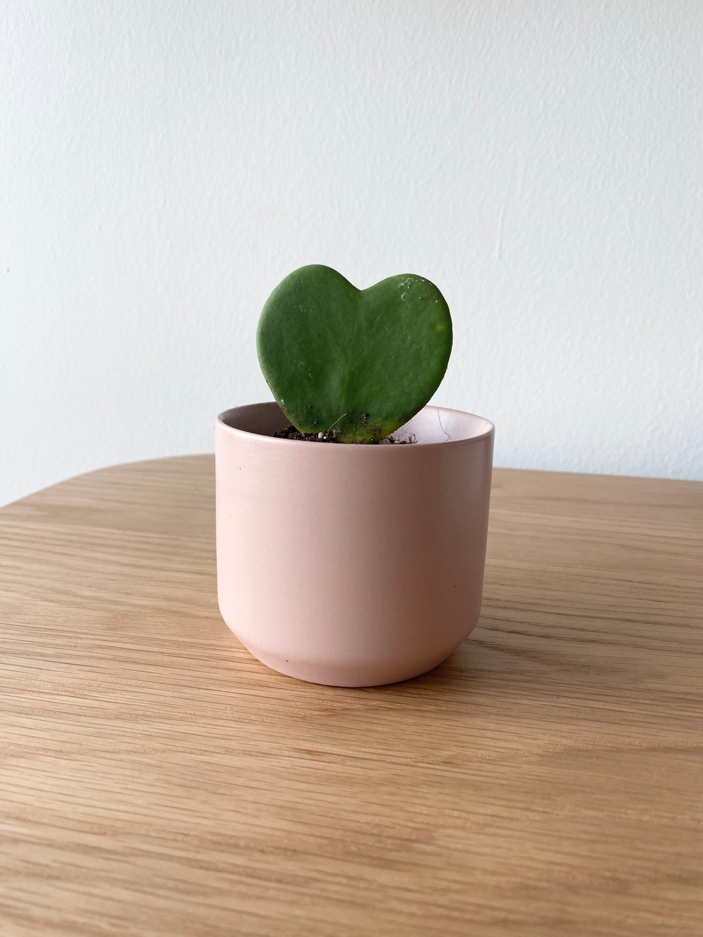 Hoya Heart in Pink Pot