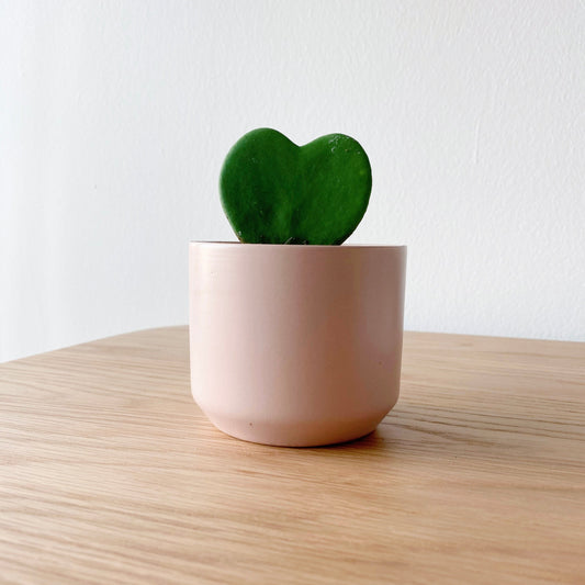 Hoya Heart in Pink Pot
