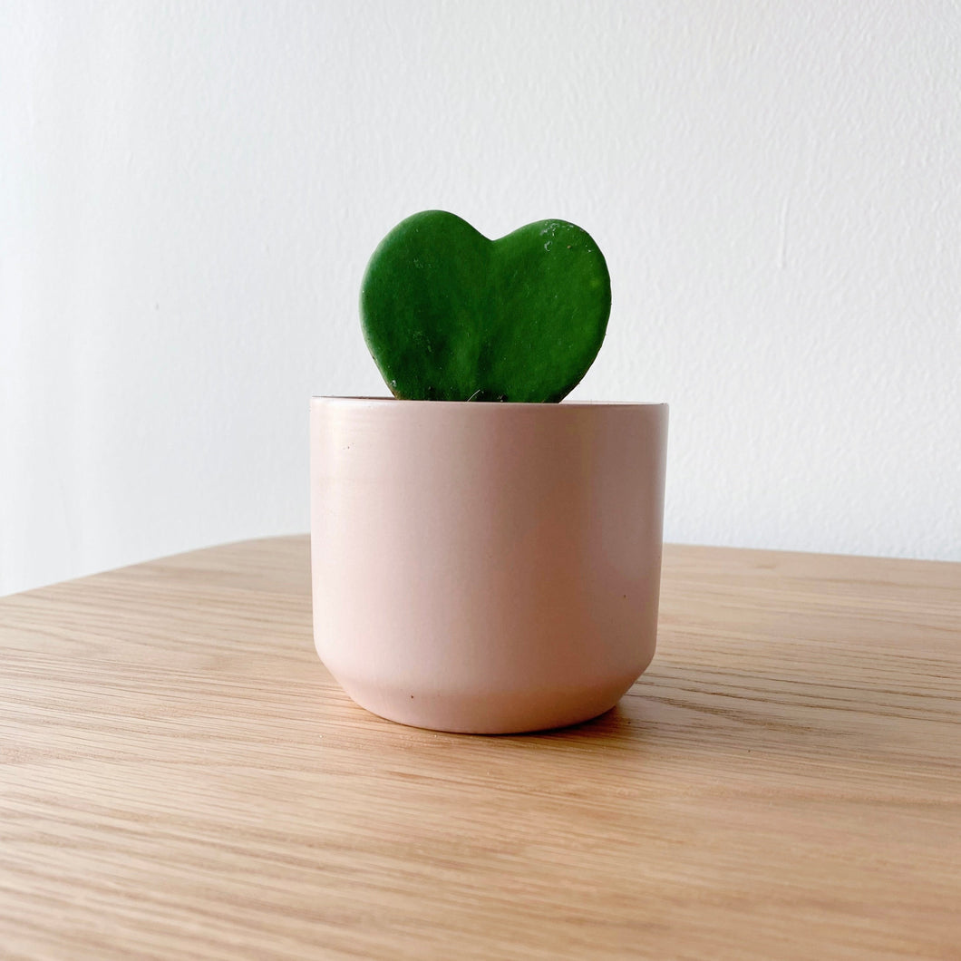 Hoya Heart in Pink Pot