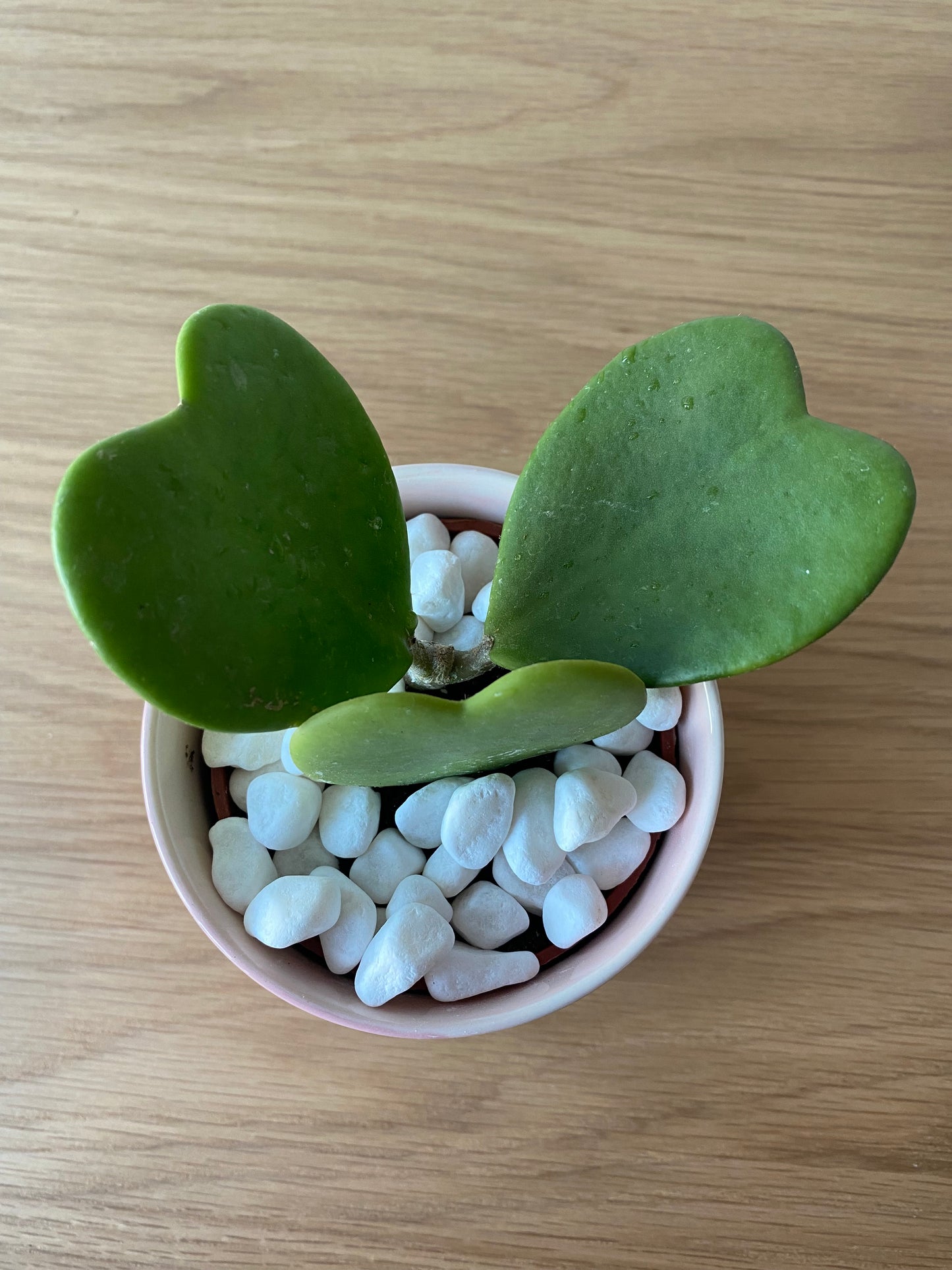 Hoya Heart Kerrii in Pink Pot