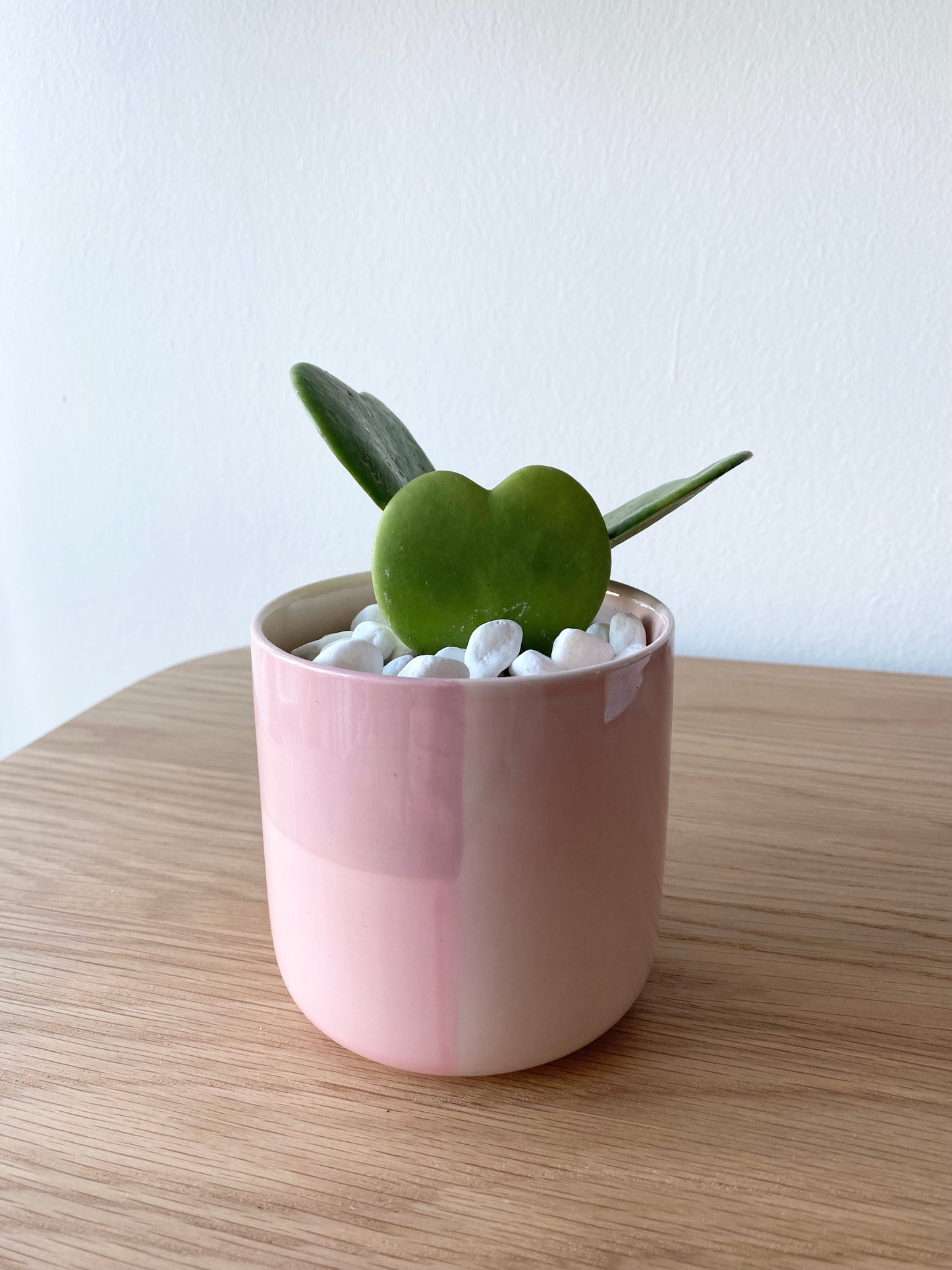 Hoya Heart Kerrii in Pink Pot