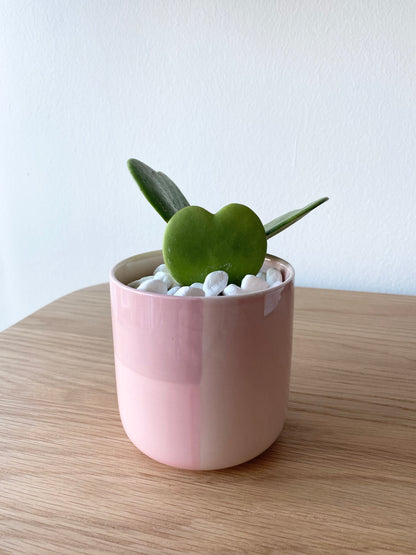 Hoya Heart Kerrii in Pink Pot