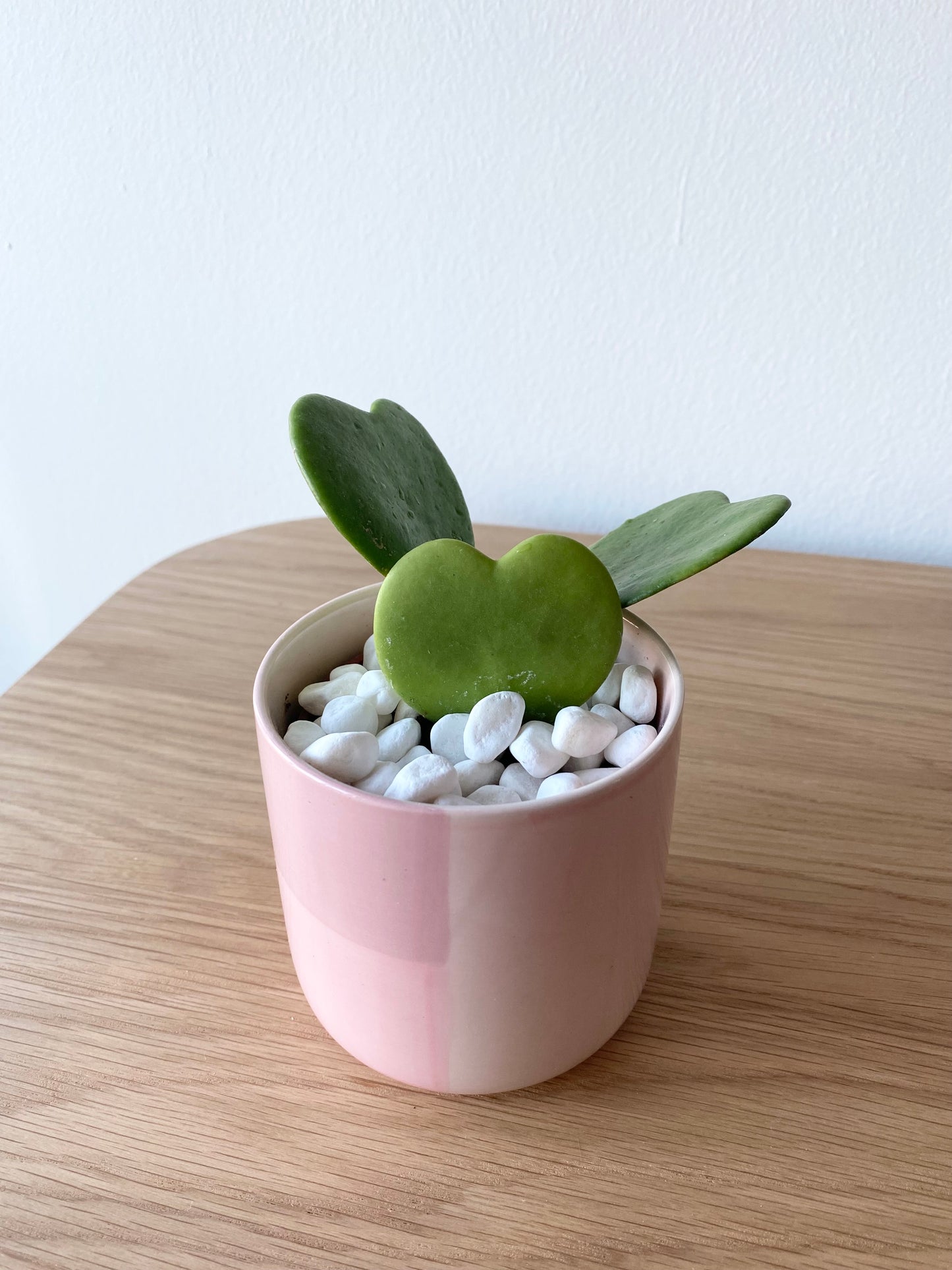Hoya Heart Kerrii in Pink Pot