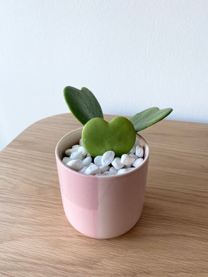 Hoya Heart Kerrii in Pink Pot