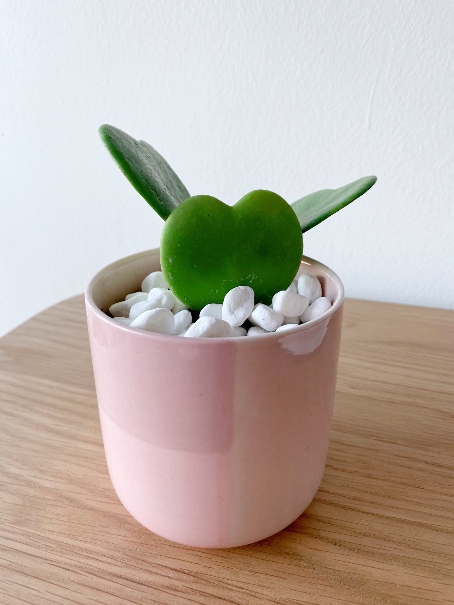 Hoya Heart Kerrii in Pink Pot
