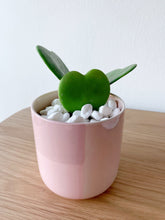 Load image into Gallery viewer, Hoya Heart Kerrii in Pink Pot
