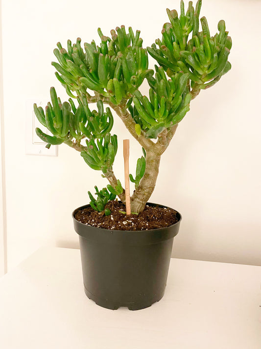 Jade Tree - Lady Fingers