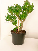 Load image into Gallery viewer, Jade Tree - Lady Fingers

