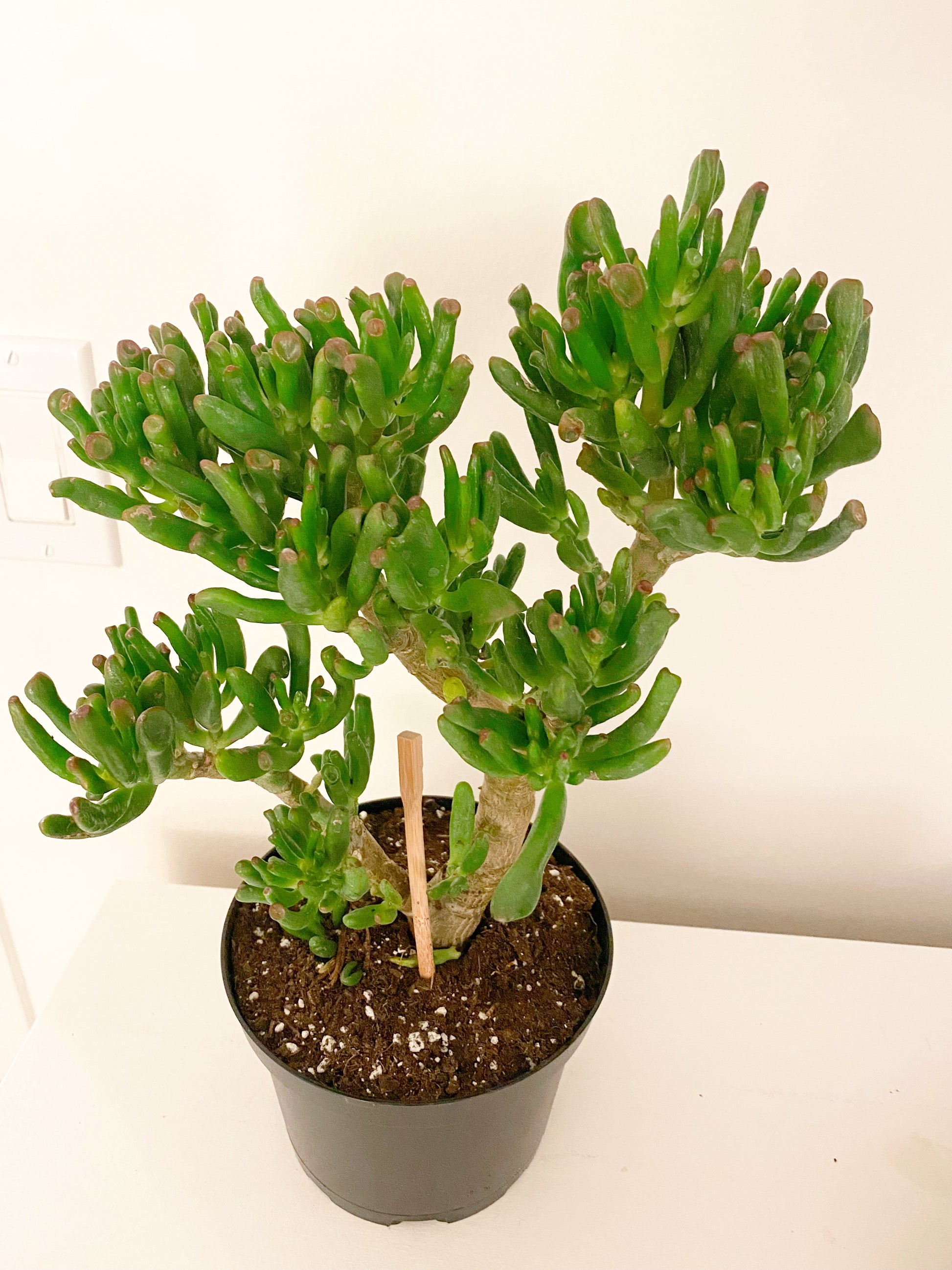 lady finger jade plant Jade Tree