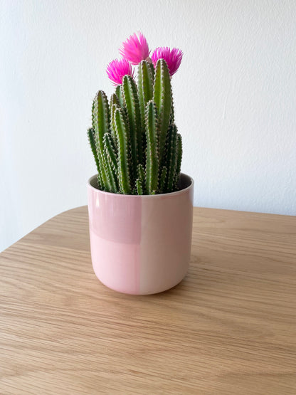 Fairy Castle Cactus with Straw Flowers in Pink Pot