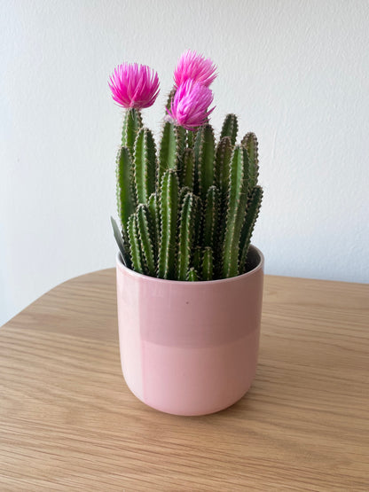 Fairy Castle Cactus with Straw Flowers in Pink Pot