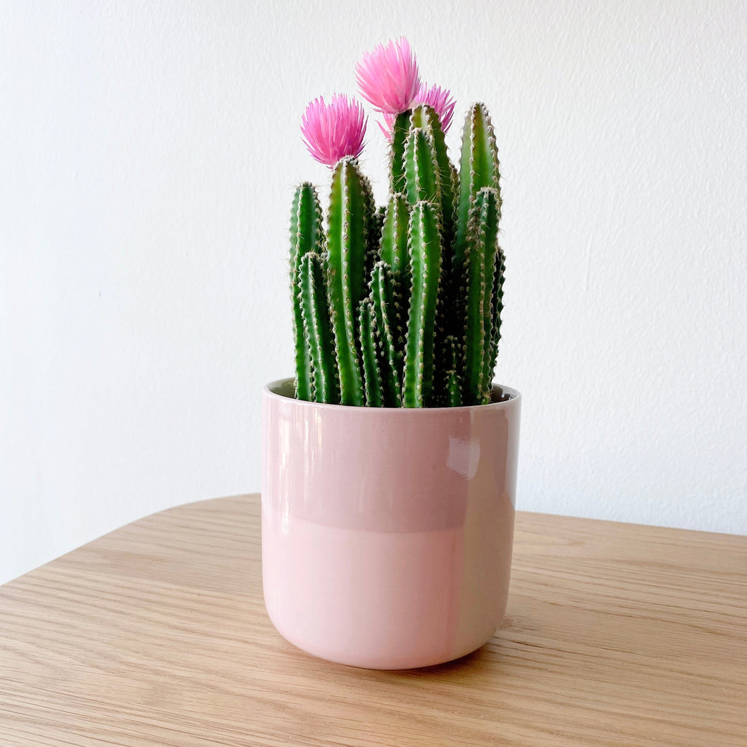 Fairy Castle Cactus with Straw Flowers in Pink Pot