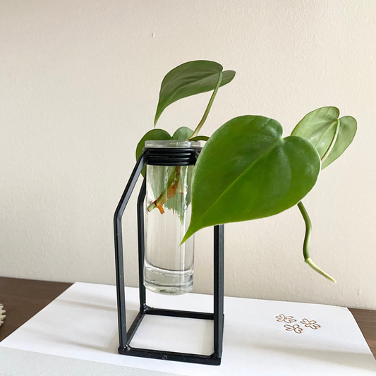 Propagation Vase - Glass Tube Bud Vase