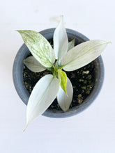 Load image into Gallery viewer, Philodendron Florida Ghost - Rare
