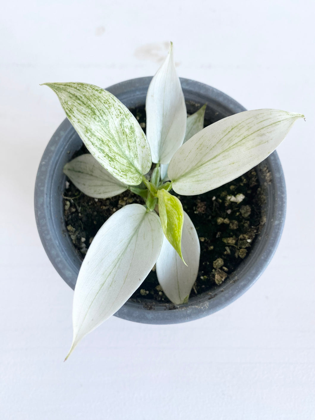 Philodendron Florida Ghost - Rare
