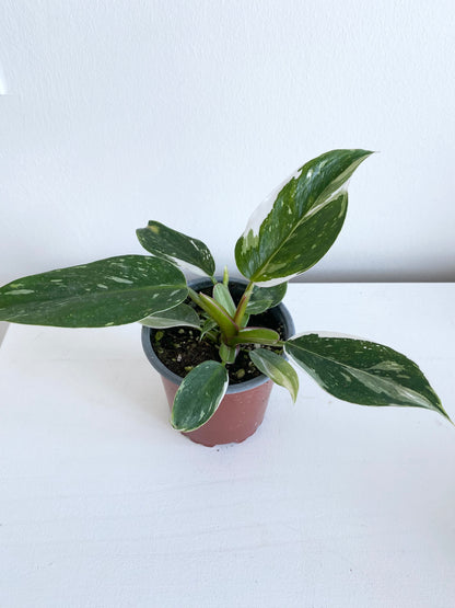 Philodendron White Princess