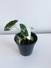 Load image into Gallery viewer, Alocasia Frydek Variegated - Rare
