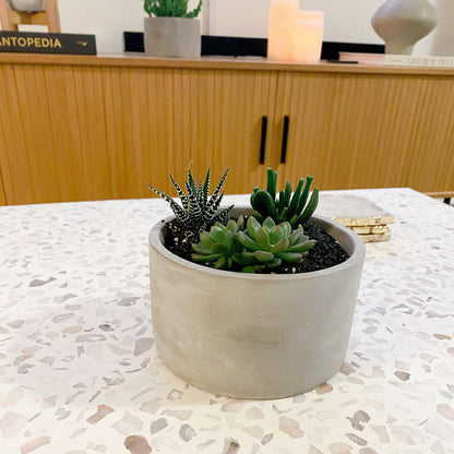Succulent Bowl In Concrete Pot
