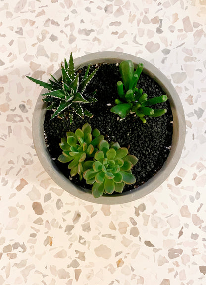 Succulent Bowl In Concrete Pot