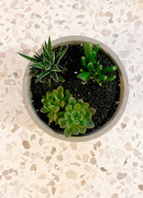 Load image into Gallery viewer, Succulent Bowl In Concrete Pot
