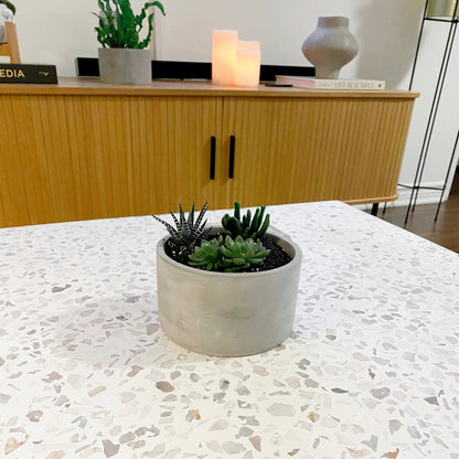 Succulent Bowl In Concrete Pot