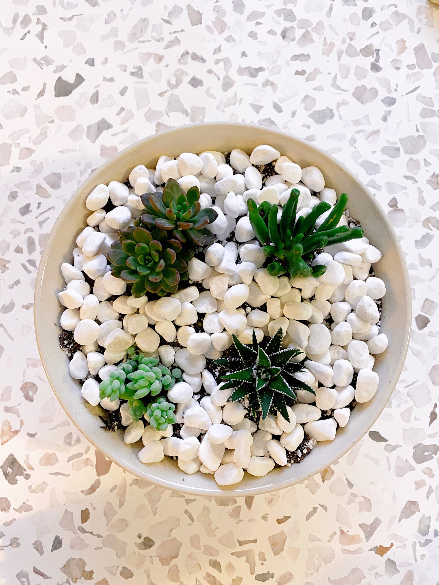 Succulents in Farley Bowl