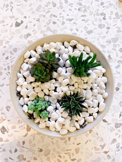 Succulents in Farley Bowl
