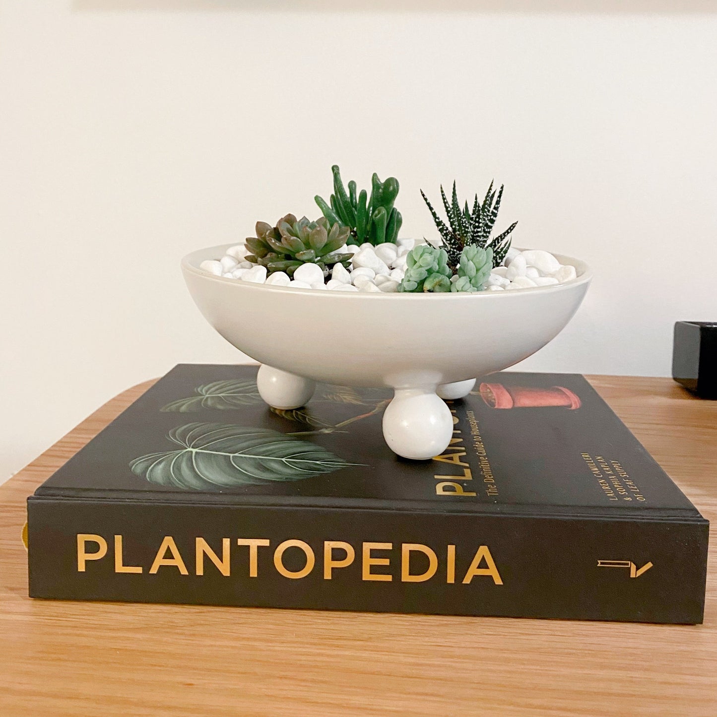 Succulents in Farley Bowl